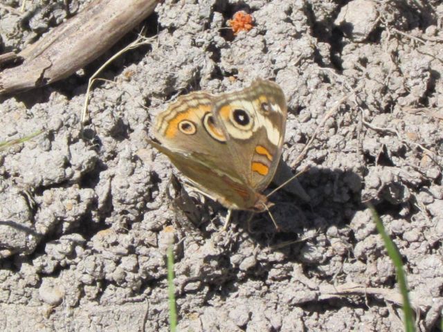 Buckeye Butterfly